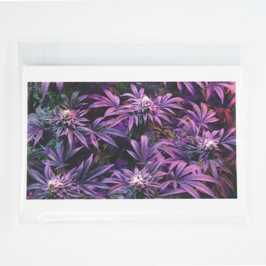 cannabis photo postcards cannabis postcards greeting cards potography flowering canopy 10 pack