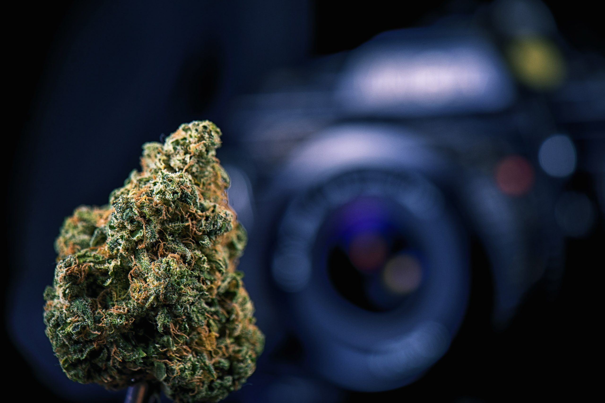 cannabis photography photo contest Dried cannabis bud in front of digital camera lens - marijuana photography concept
