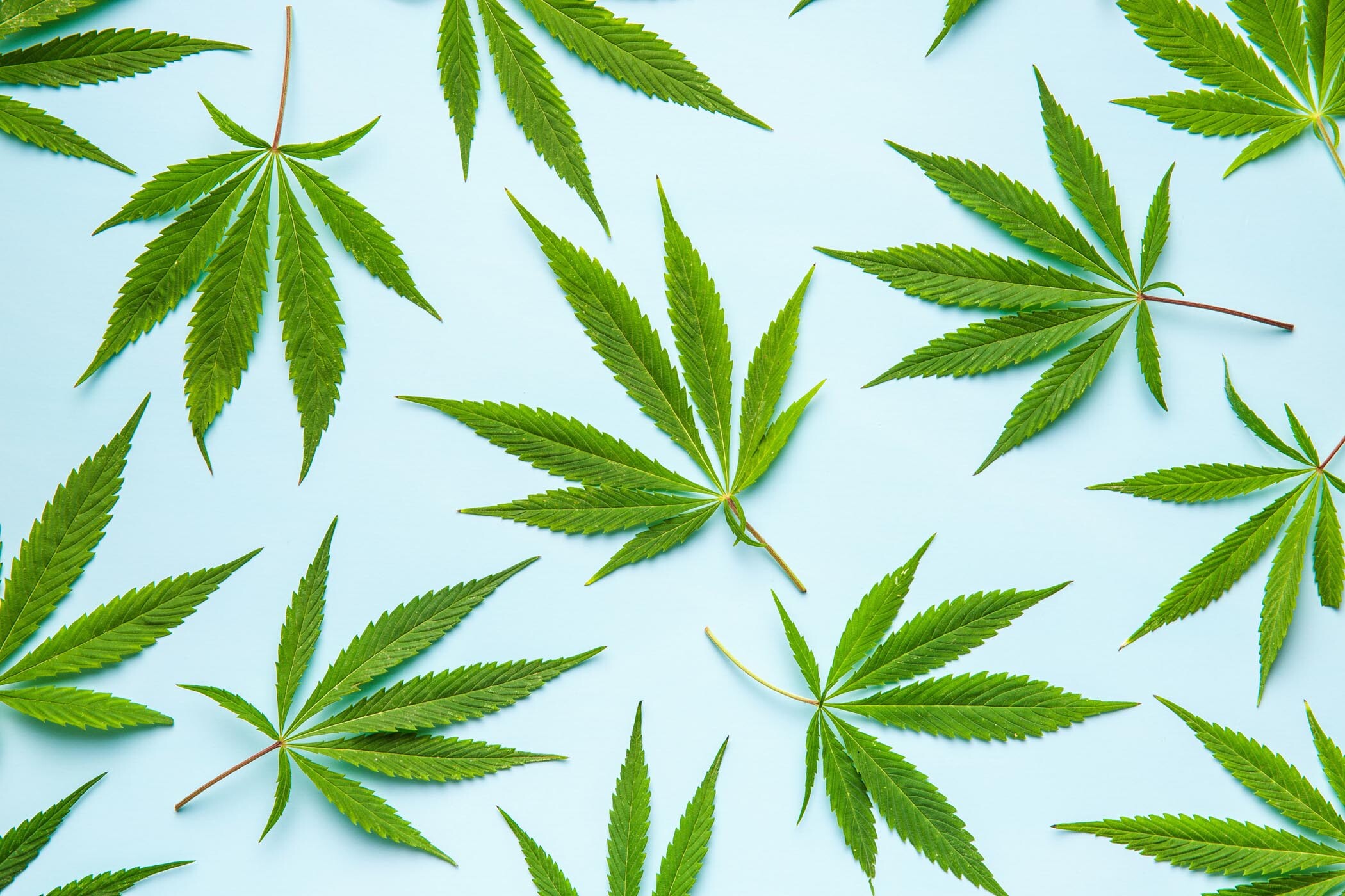 contact page - cannabis leaves on sky blue background