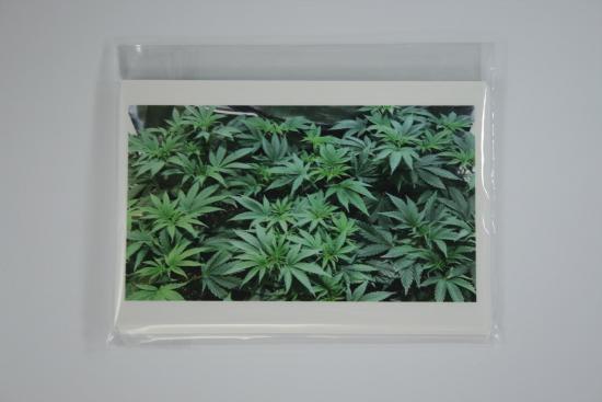 cannabis photography potography notecard veg canopy - IMG_5290