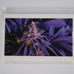 cannabis photography potography notecard cannabis bud flower- IMG_5292