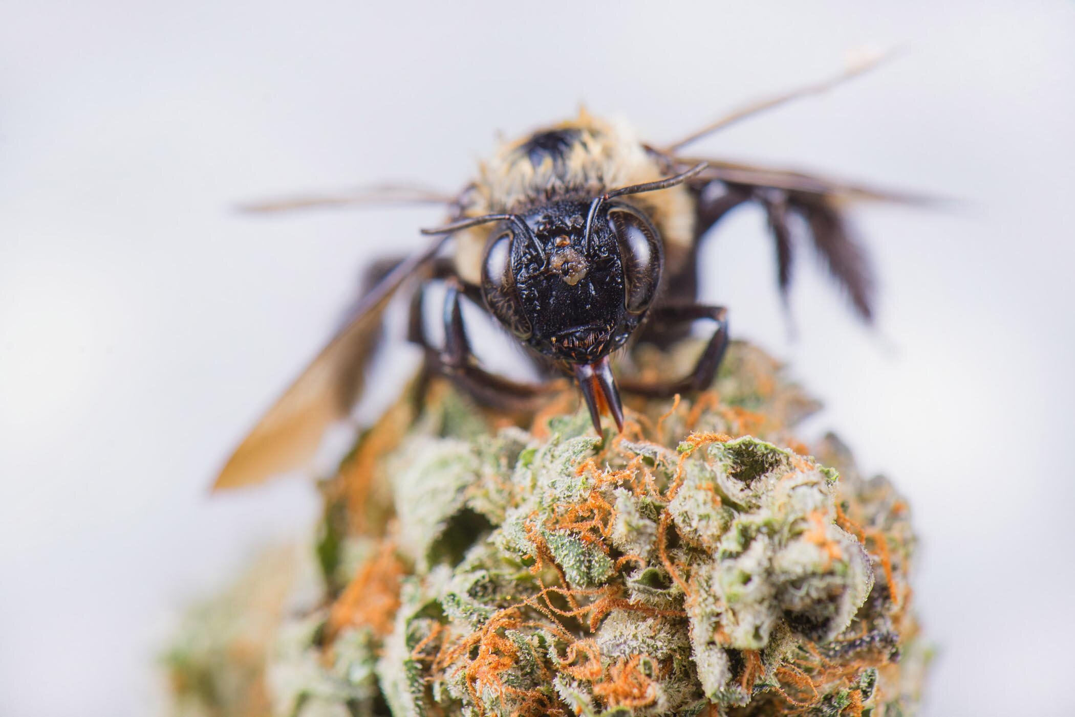Login, Log in, Register, my account page - lost-password-Registration -Sign in - Contest Login - Macro detail of a bee over dried cannabis nug isolated over white background - medical marijuana concept