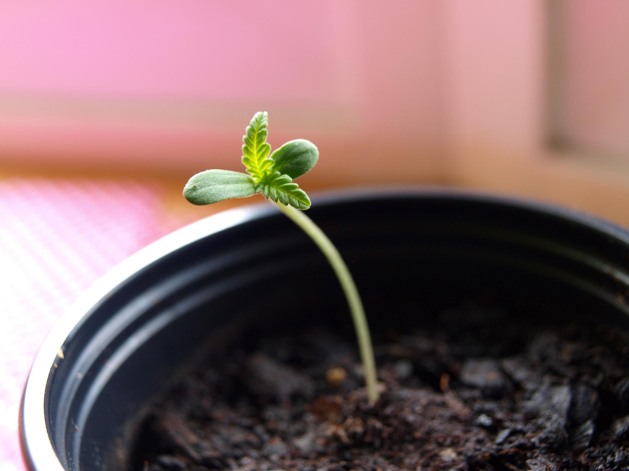 photo showing a cannabis seedling of the Indica strain