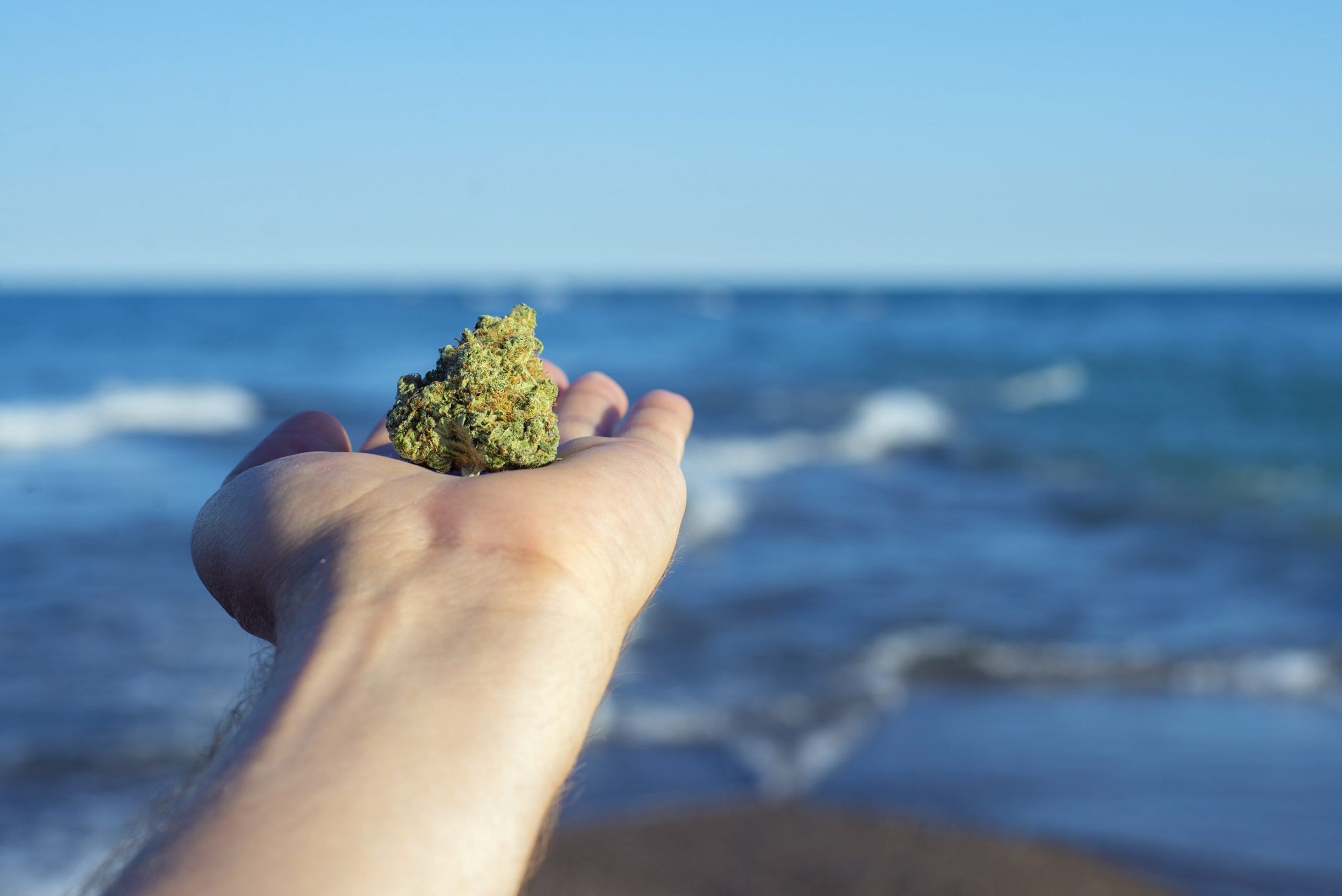 august 2020 photo contest Hand holding a cannabis nug against ocean waves and blue sky landscape - medical marijuana concept