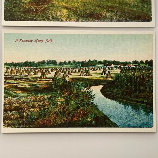 Vintage postcards - Historic hemp postcard 8 a-kentucky-hemp-field-2-product-image