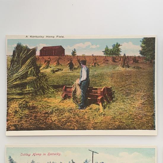 historic postcards, historic hemp postcard 1 - a-kentucky-hemp-field-product-image