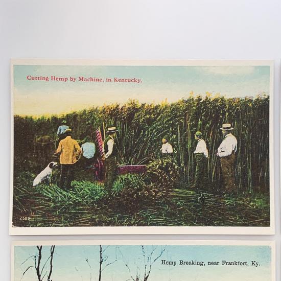 old postcards - historic hemp postcard 5 cutting-hemp-by-machine-in-kentucky-product-image