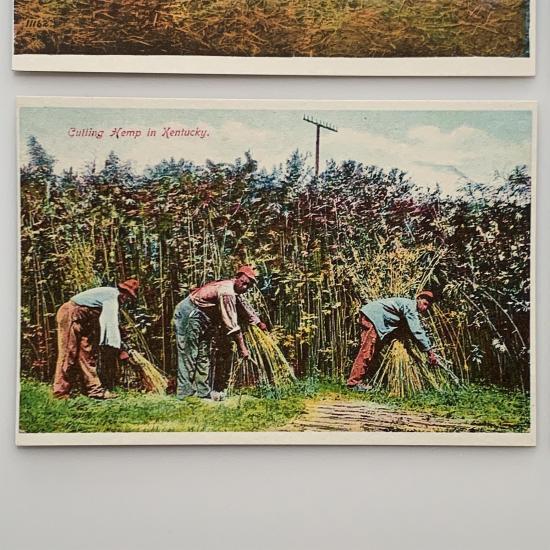 classic postcards, historic hemp postcard 3 cutting-hemp-in-kentucky-product-image