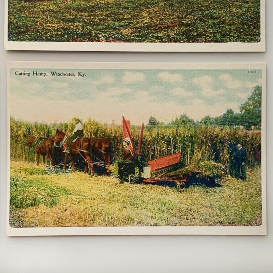 classic postcards - historic hemp postcard 4 cutting-hemp-winchester-ky-product-image