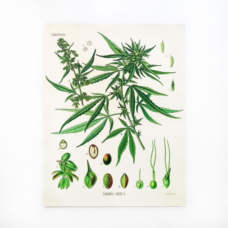 hemp paper, hemp prints, cannabis botanical print