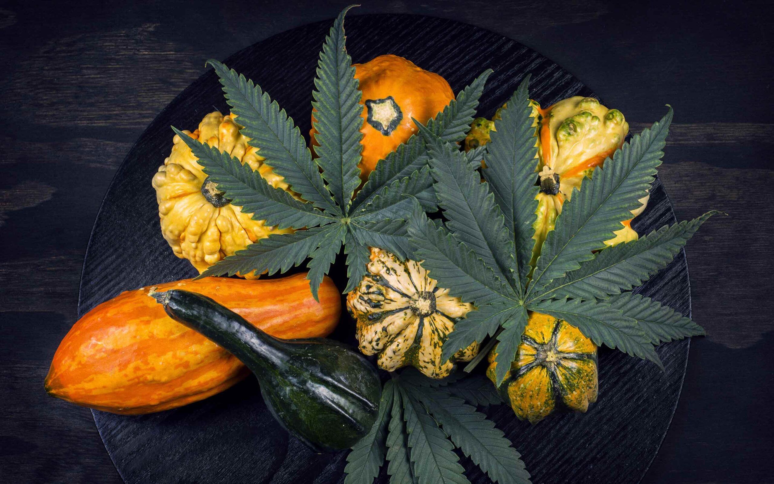 november-2020-photo-contest-featured-image-thanksgiving-cannabis-leaves-and-autumn-squash