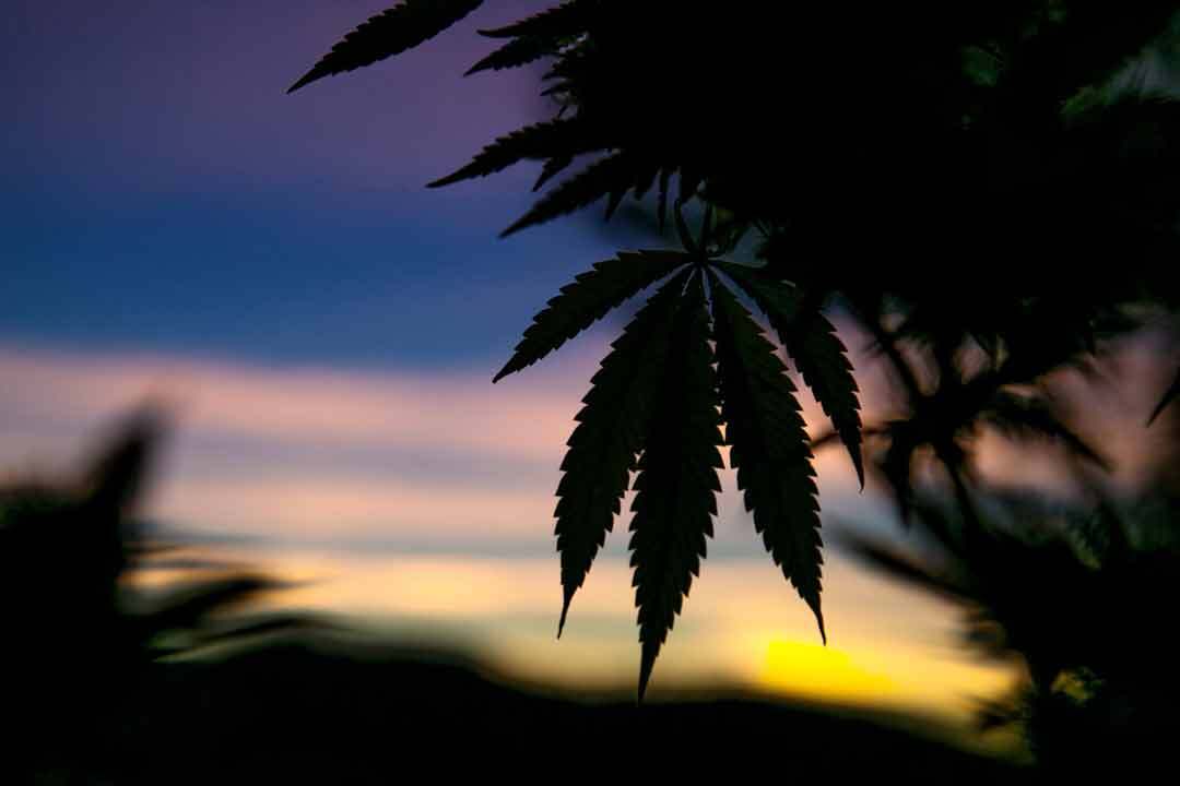 Facebook-Group-for-Cannabis-Photographers-AdobeStock_270470924