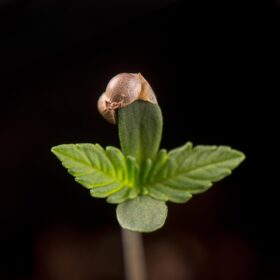 January-2022-cannabis-photo-contest-AdobeStock_147279090