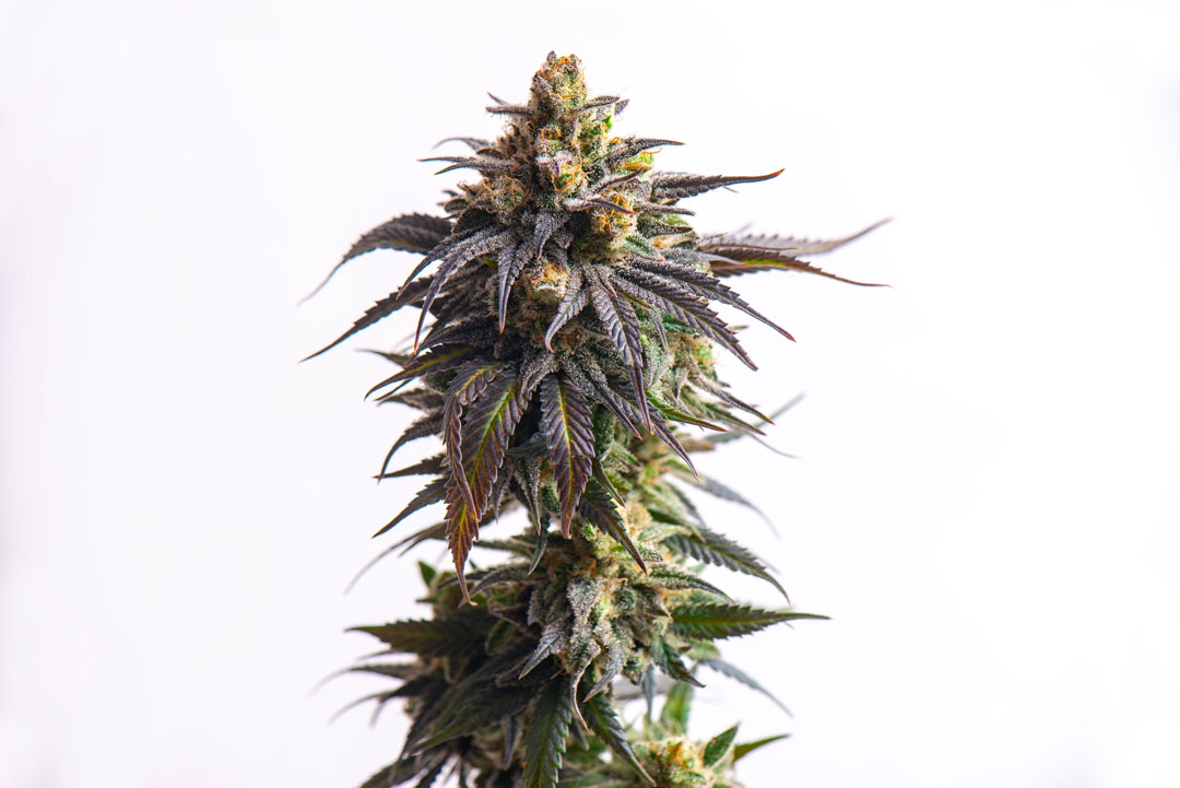 May-2022-cannabis-photo-contest-AdobeStock_268056690