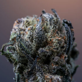 6-june-2022_cannabis_photo_contest_AdobeStock_439417411