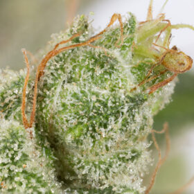 December 2022 cannabis photo contest - Sour OG cannabis flower macro of trichomes and pistils