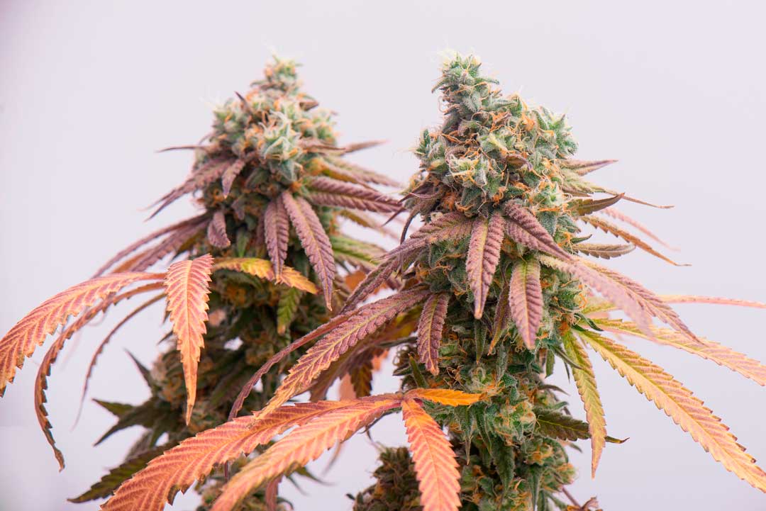 cannabis photography networking and collaboration - image of two cannabis colas with fading leaves