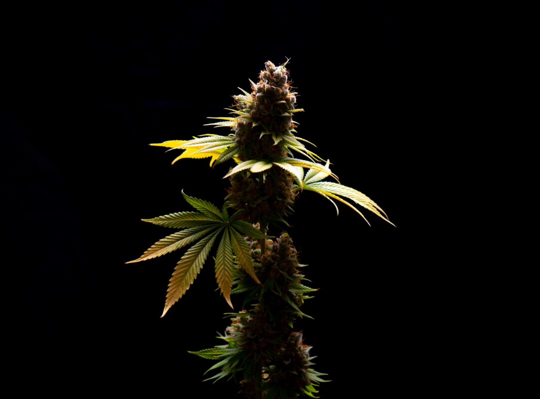 cannabis lighting and composition - Cannabis flower (Sour diesel marijuana strain) on a vase isolate