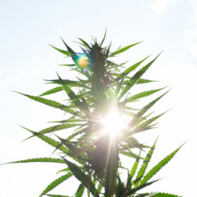 January 2023 cannabis photo contest AdobeStock_286027904