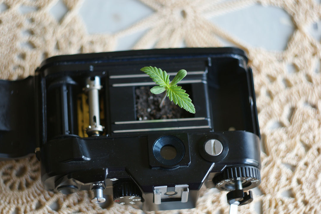 getting started in cannabis photography - cannabis seedling planted in the body of an older model professional camera, off-white lace in background