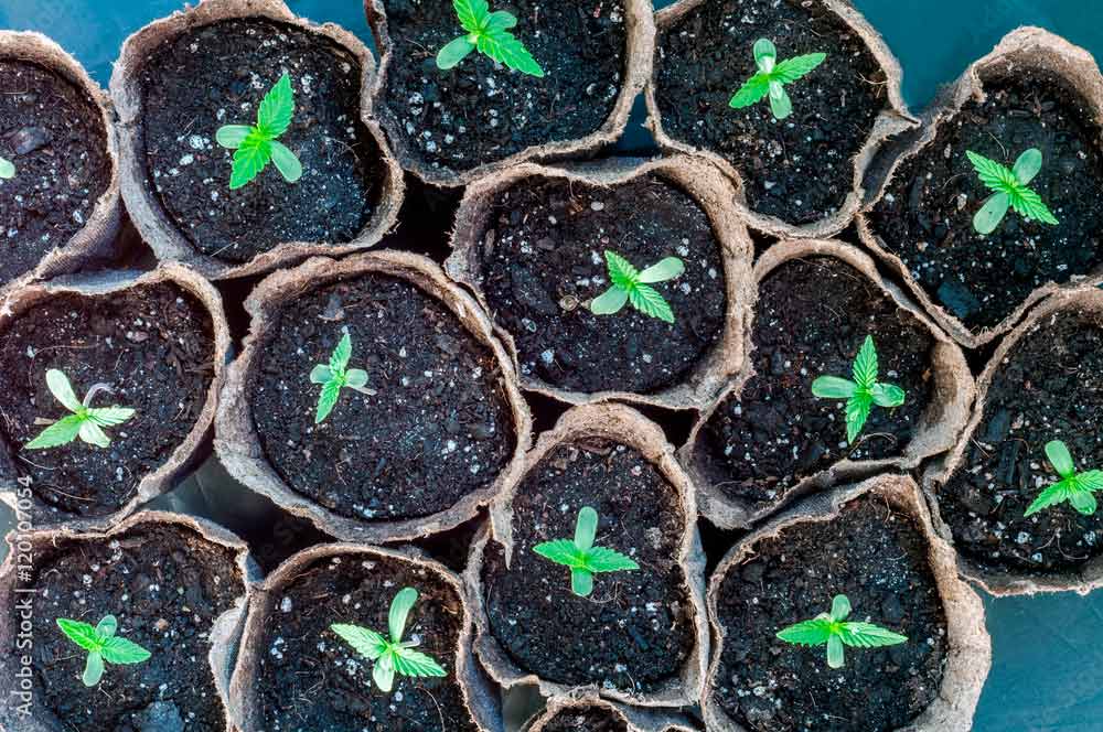 cannabis cultivation forums - photo of seedlings in small pots of soil