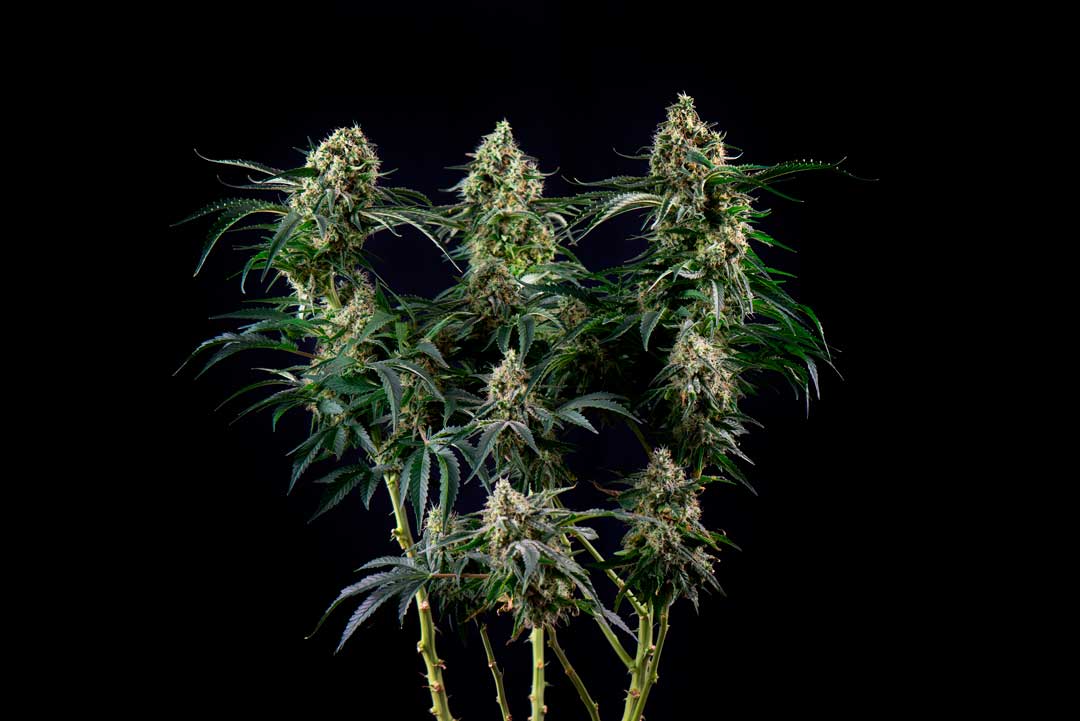 March-2023-cannabis-photo-contest-3-yr-anniversary-cannabis-photo-contest-image of 3 cannabis plant flower colas against black background AdobeStock_140261202