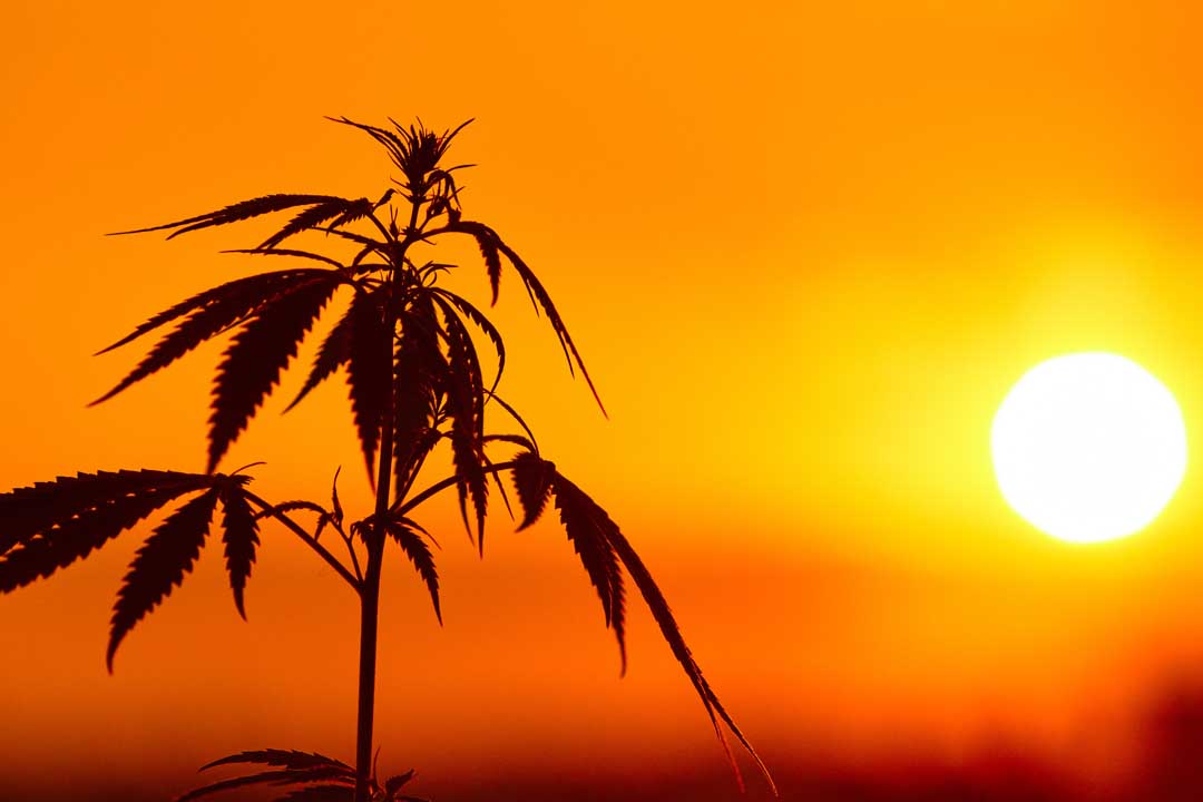 Returns and Refunds page hero image - Silhouette of cannabis, marijuana plants before harvest time in sunshine. Warm shades of setting sun