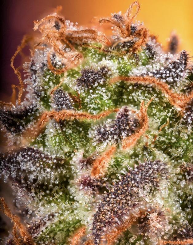 Grandaddy Purp Macro - December 2020 Contest Results - First Place