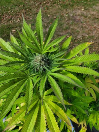 Cannabis Crown