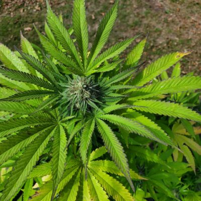 Cannabis Crown