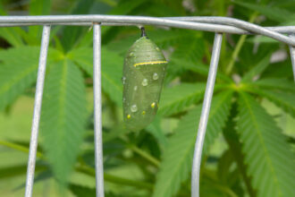 Nature and Cannabis: Monarch Butterfly Chrysalis