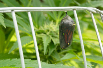 Nature and Cannabis: Monarch Butterfly Chrysalis 2