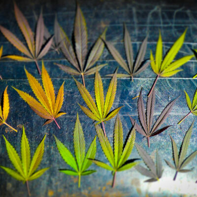 Colors of Cannabis