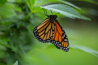 Nature and Cannabis: Monarch Butterfly Hatched
