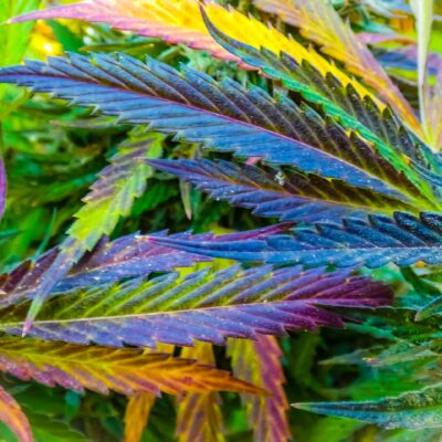 The Endless colors of cannabis