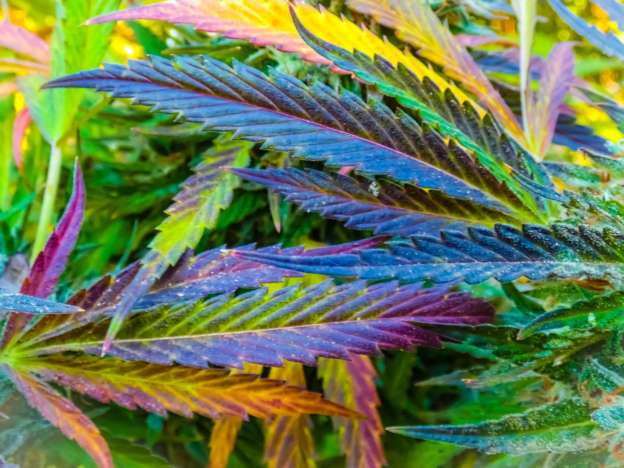 The Endless colors of cannabis
