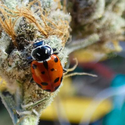 Lady Bug on Cannabis