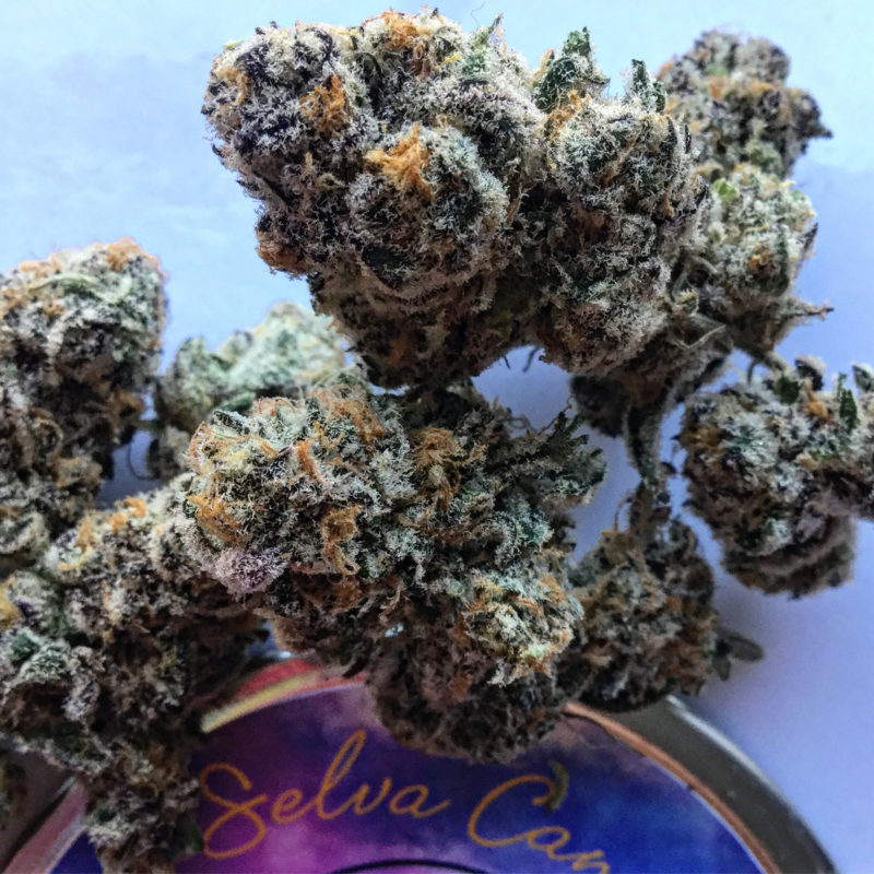 march 2022 photo contest winners - third place - Girl Scout Cookies By SelvaCannabis
