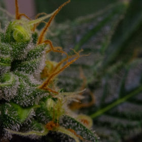 March 2022 photo contest winners - first place - Close Up Autoflower