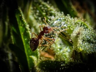 Ant on Cannabis