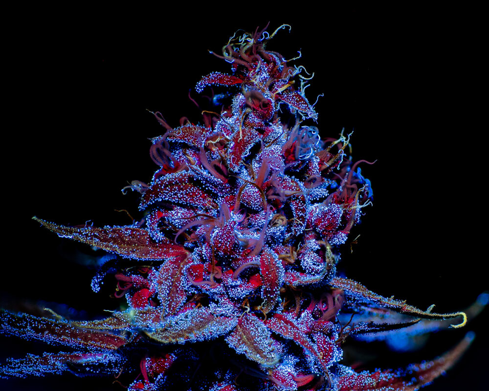 November 2022 photo contest winners - The Secret Colors of Cannabis - Putang
