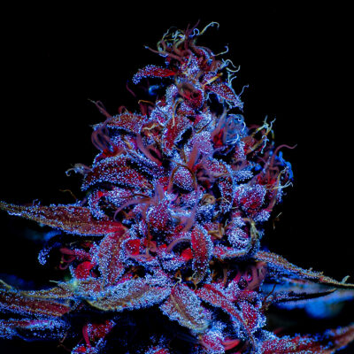 The Secret Colors of Cannabis - Putang