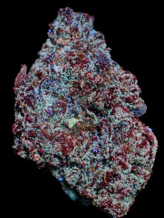 The Secret Colors of Cannabis - Pink Runtz