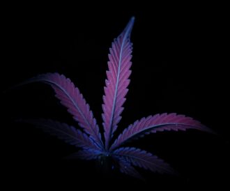 Chlorophyll Rich Cannabis Leaf - UV Photography