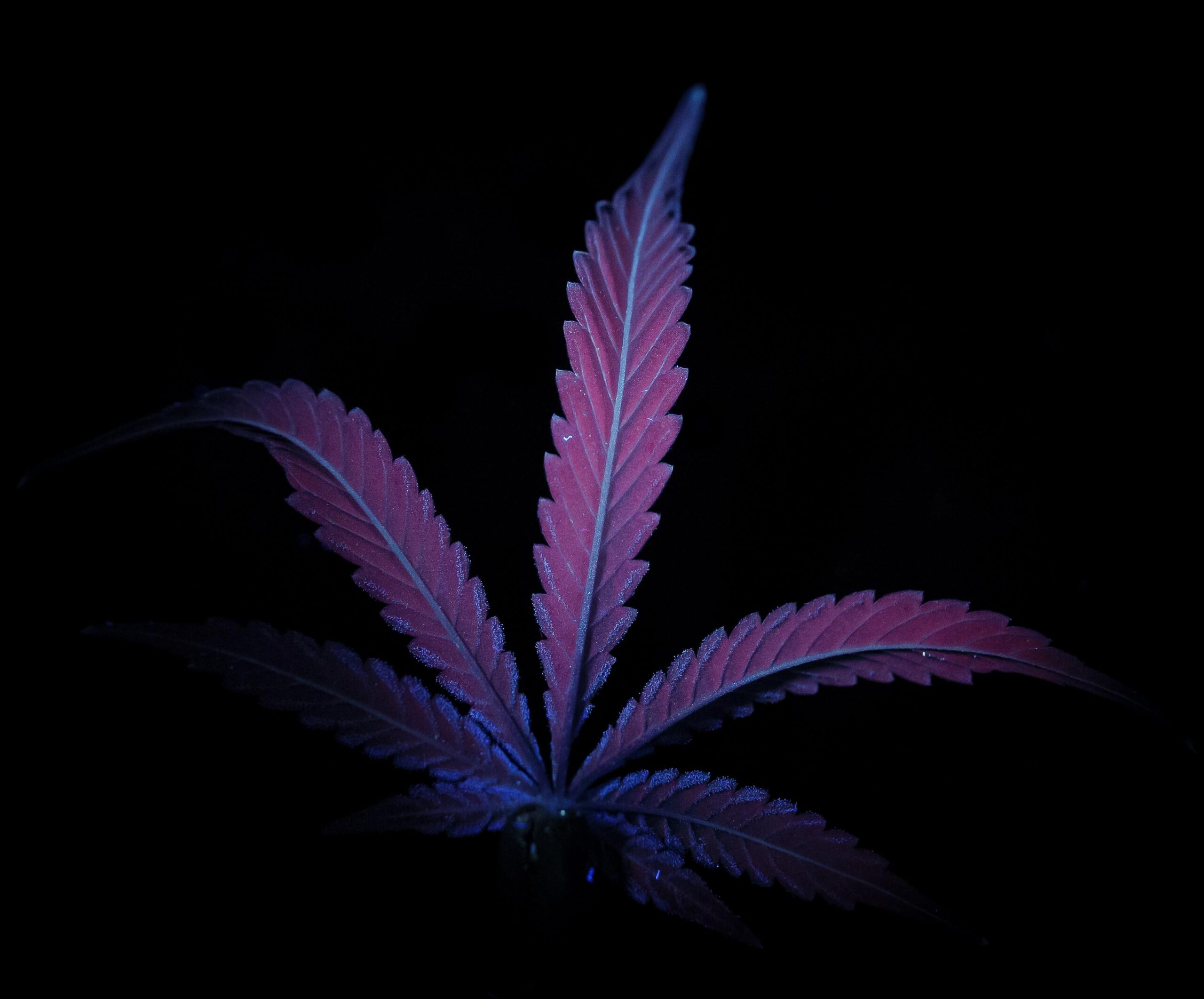 Chlorophyll Rich Cannabis Leaf - UV Photography