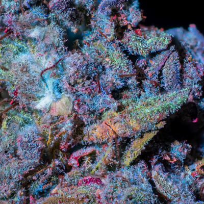 The Secret Color of Cannabis - Bob Saget Bud under UV Light