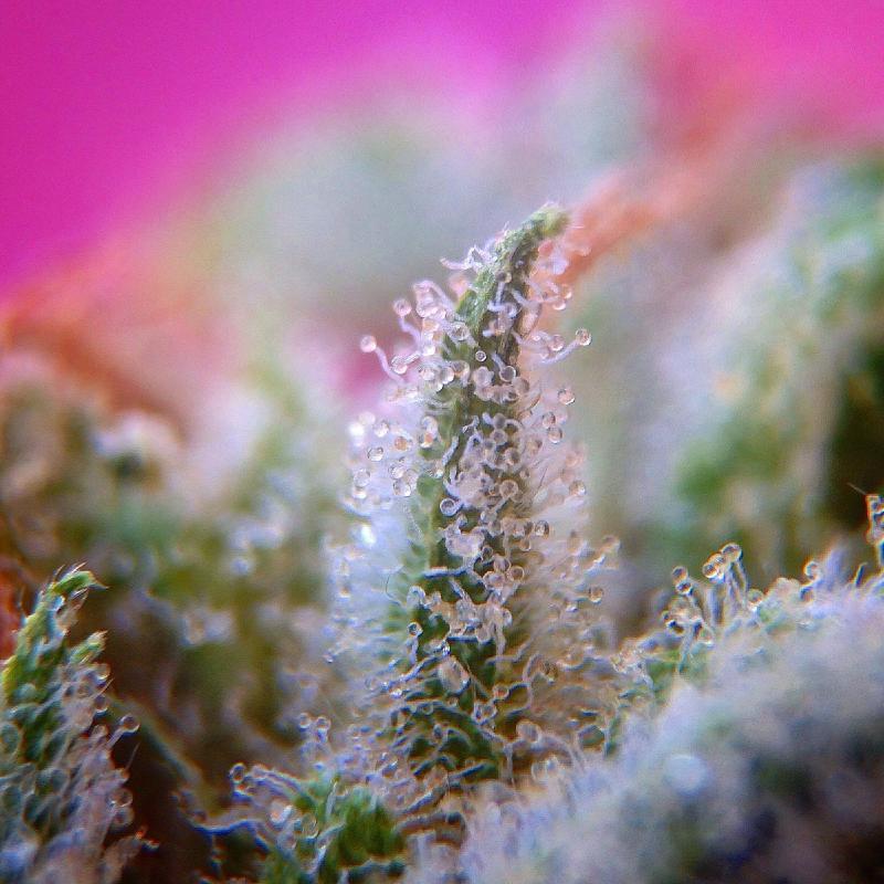 august 202 photo contest results - Strawberry Lemonade by CannaBiotix