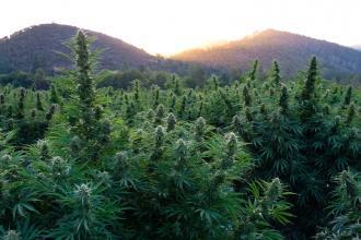 Oregon Cannabis Sunset