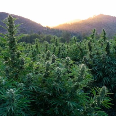 Oregon Cannabis Sunset